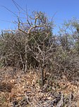 Plectranthus sp Marsabit Gof Choba GPS170 Kenya 2012_PV0603.jpg